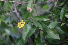 Callaeum macropterum