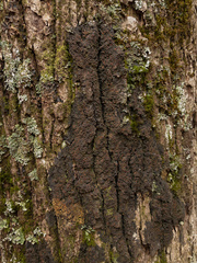 Fuscopannaria leucosticta