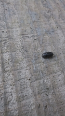 Oniscidea