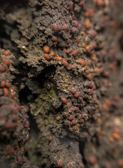 Fuscopannaria leucosticta