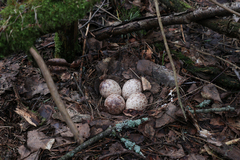 Charadriiformes
