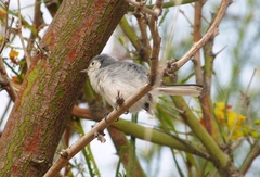 Polioptila