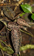 Anoectochilus