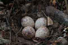 Charadriiformes