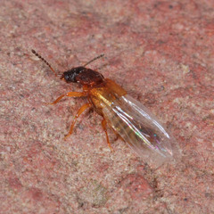 Oxytelinae