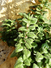 Teucrium flavum