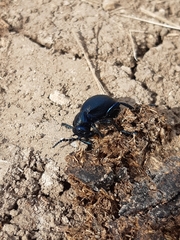 Meloe proscarabaeus