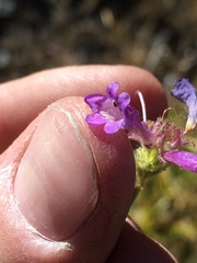 Penstemon heterodoxus