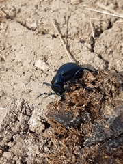 Meloe proscarabaeus