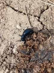 Meloe proscarabaeus