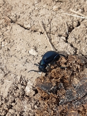Meloe proscarabaeus