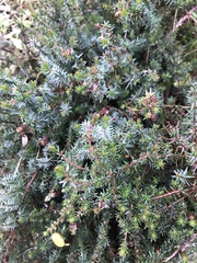 Erica cinerea