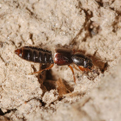 Bledius