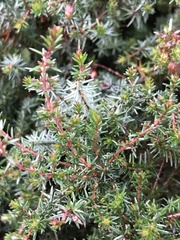 Erica cinerea