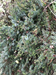 Erica cinerea
