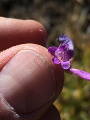 Penstemon heterodoxus