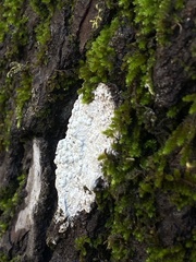 Cryptothecia striata