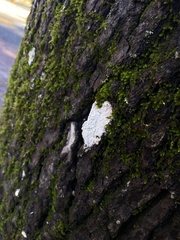 Cryptothecia striata