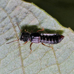 Oxytelinae