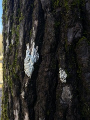 Cryptothecia striata