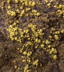 Biatora appalachensis