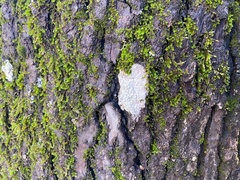 Cryptothecia striata