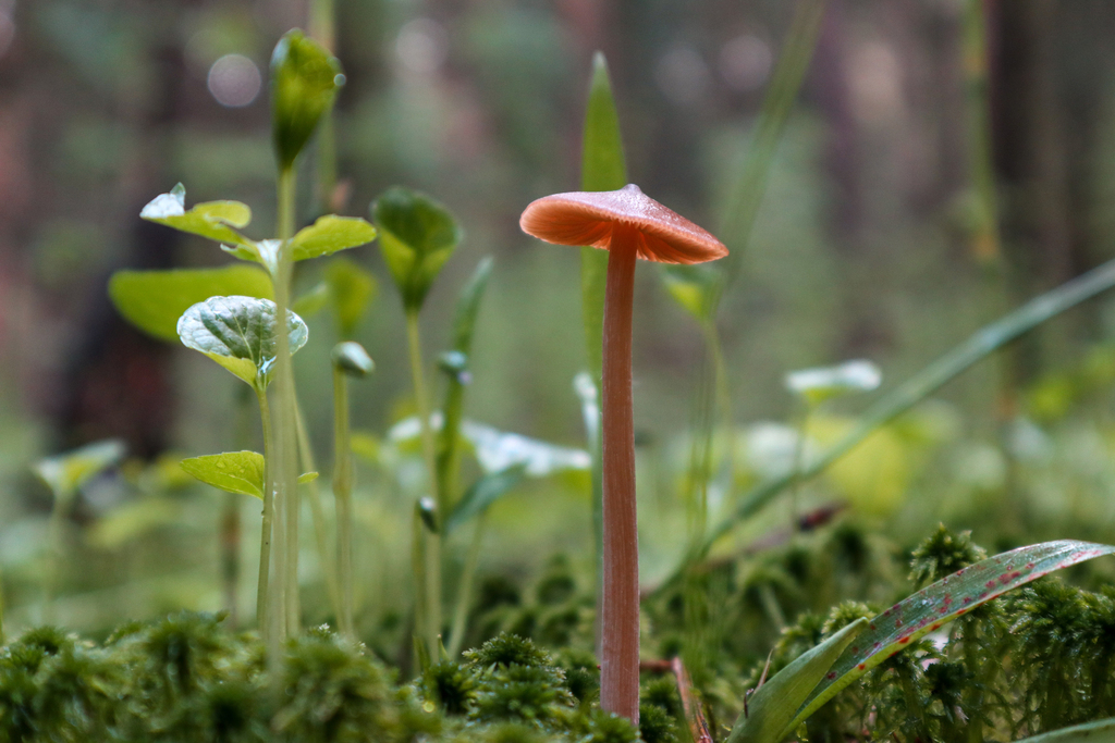Entoloma pallescens