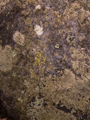 Biatora appalachensis