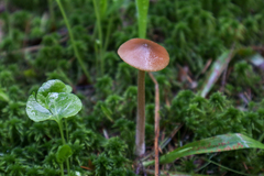 Entoloma pallescens