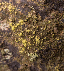 Biatora appalachensis