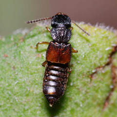 Oxytelinae