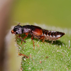 Oxytelinae