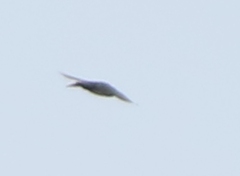 Pygochelidon cyanoleuca