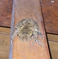 Osteocephalus buckleyi