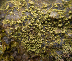 Biatora appalachensis