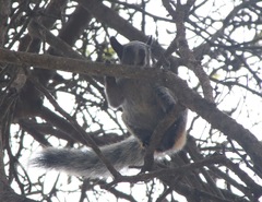 Sciurus stramineus