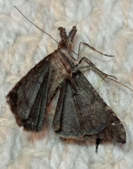 Hypena obsitalis