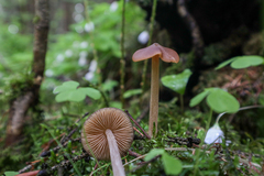 Entoloma pallescens