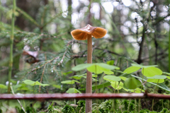 Entoloma pallescens