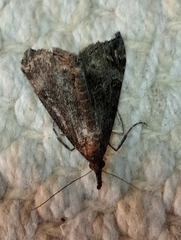 Hypena obsitalis