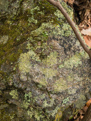 Biatora appalachensis