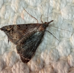 Hypena obsitalis