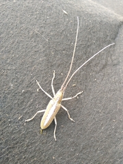 Neoptychodes trilineatus