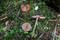 Entoloma pallescens