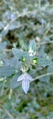 Teucrium fruticans