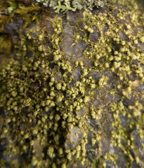 Biatora appalachensis