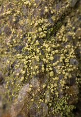 Biatora appalachensis