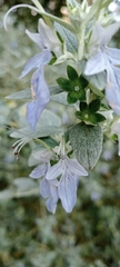 Teucrium fruticans