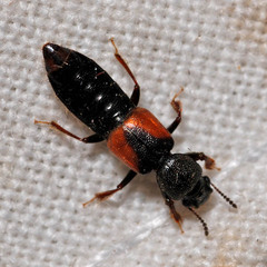 Bledius tricornis