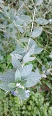 Teucrium fruticans